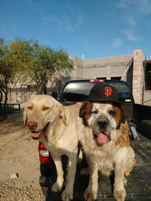 Dos perros en la caja de una camioneta, uno de ellos trae cachucha