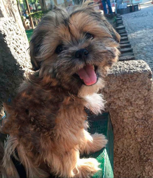 Foto de un perrito shih tzu con la lengua afuera