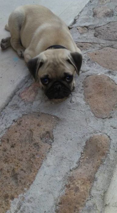 Foto de un perrito Pug acostado mirando a la cámara