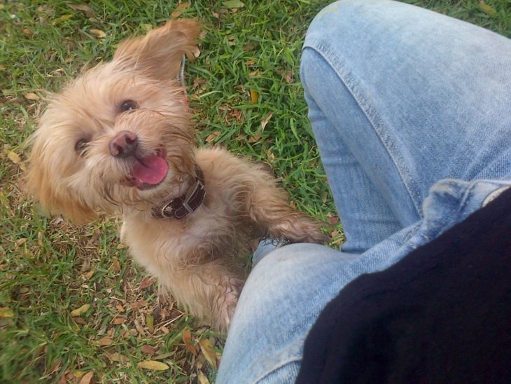 Foto de un perrito brincando en la pierna de su dueño