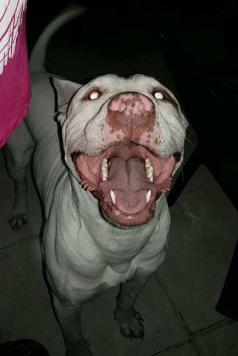 Foto de noche de un perro blanco con la nariz manchada que parece que está sonriendo