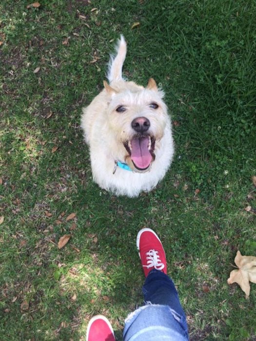 Foto de un perro sentado mientras voltea para arriba en dirección a su dueño