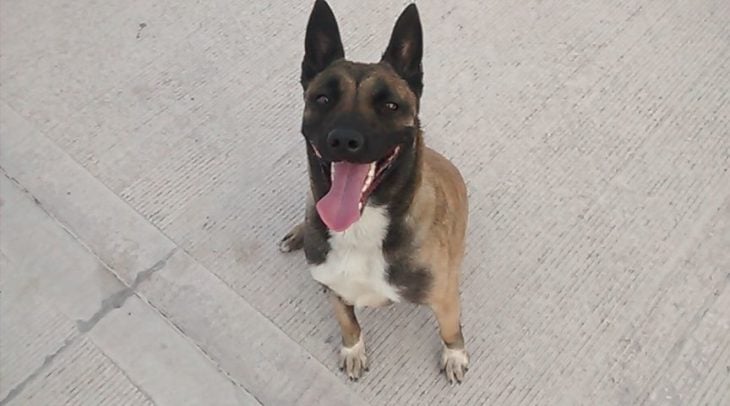 Foto de un perro pastor belga sentado sonriendo a su dueño