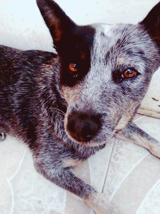 Foto de un perro volteando a ver a su dueño mientras está acostado