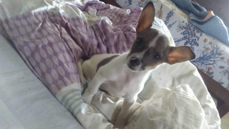 Foto de un perrito chiquito acostado en una cama destendida