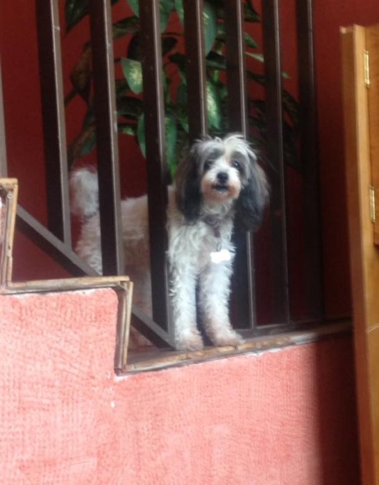 Foto de una perrita asomada por las escaleras de su casa