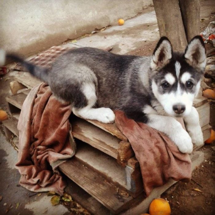 Foto de un perro Husky jugando con su dueño en un patio 