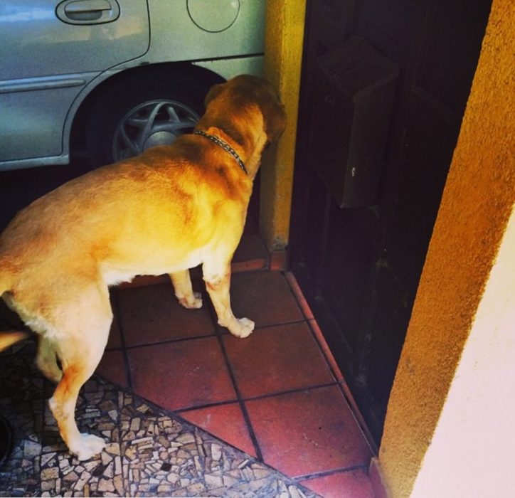 Foto de un perro labrador parado en la puerta de la casa