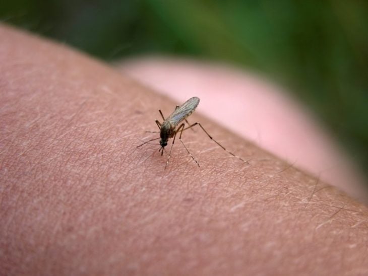 picadura de mosquito