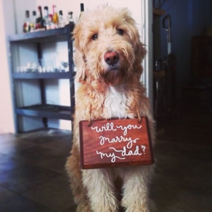 Propuesta, perro con un cartelón en el cuello que dice: will you marry my dad?
