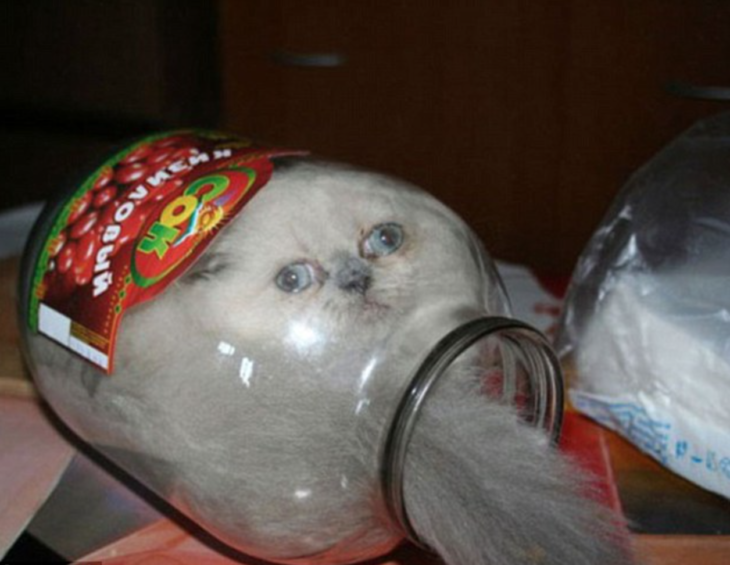 gato atrapado en una botella