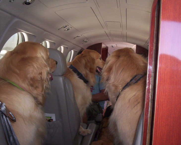 avión lleno de perritos