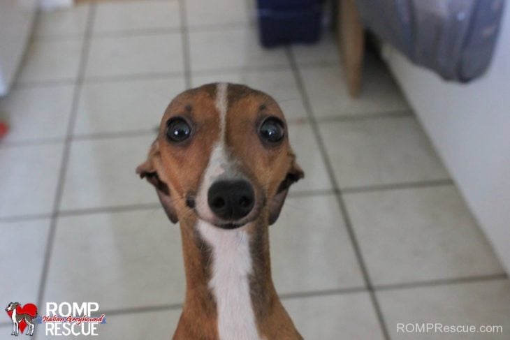 perrito con mirada tierna