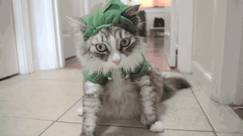 gato disfrazado de dinosaurio