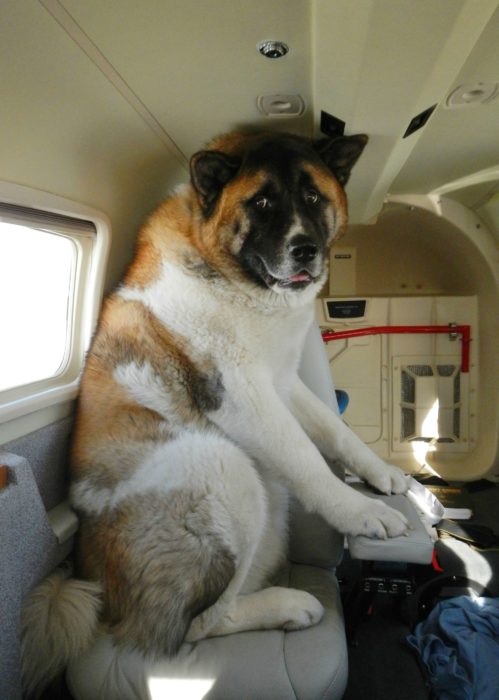 san bernardo en un avion