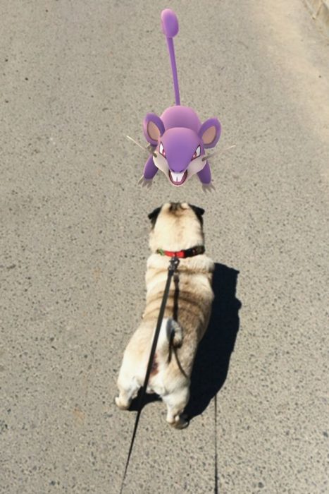 pug y un pokémon