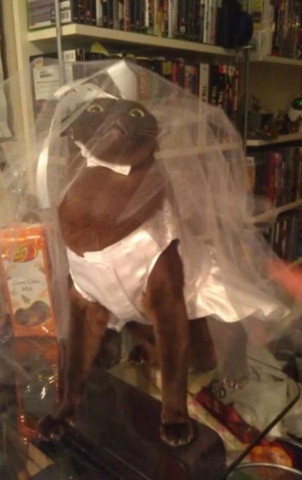 gata vestida de novia