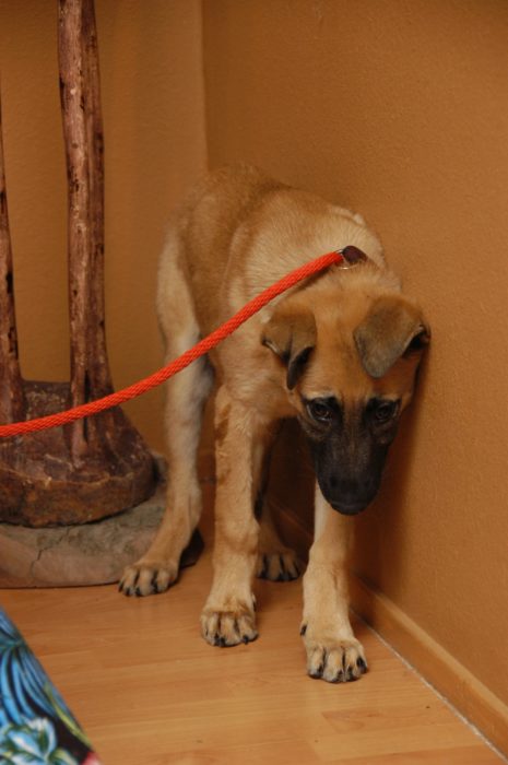 cachorro de pastor alemán asustado