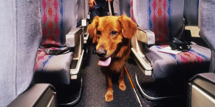 perrito de servicio avión 