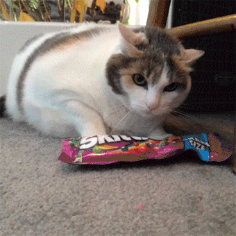 gato protegiendo dulces
