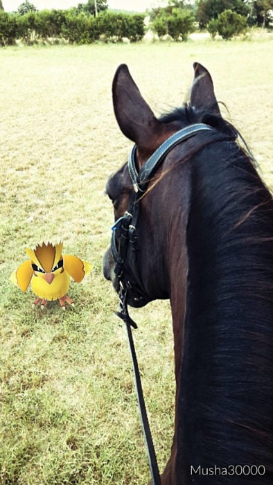 caballo y pokémon