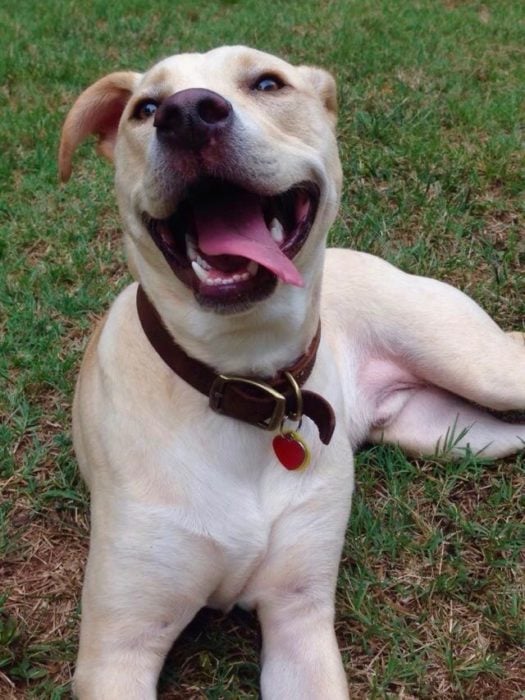 perro blanco sonriendo