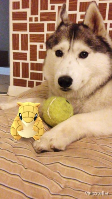 husky y pokémon