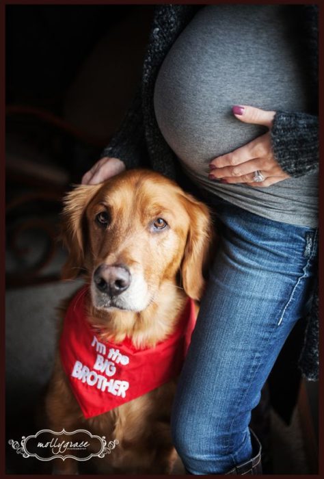 perro con accesorio rojo y embarazada