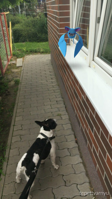 perro con manchas negras viendo un pokémon