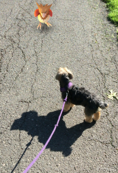 Un pokemón en medio del camino mientras paseas al perro