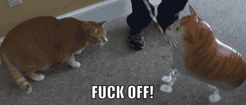 gato reacciona a globo de gato