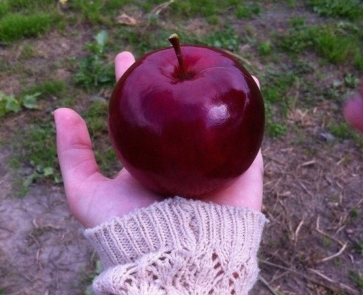 manzana perfectamente redonda