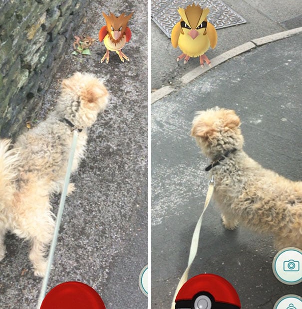 perrito french viendo pokemones que parecen pollos