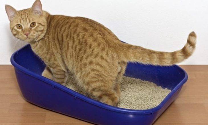 gato en caja de arena
