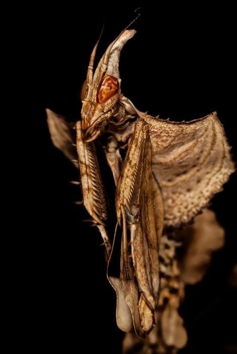 mantis del diablo