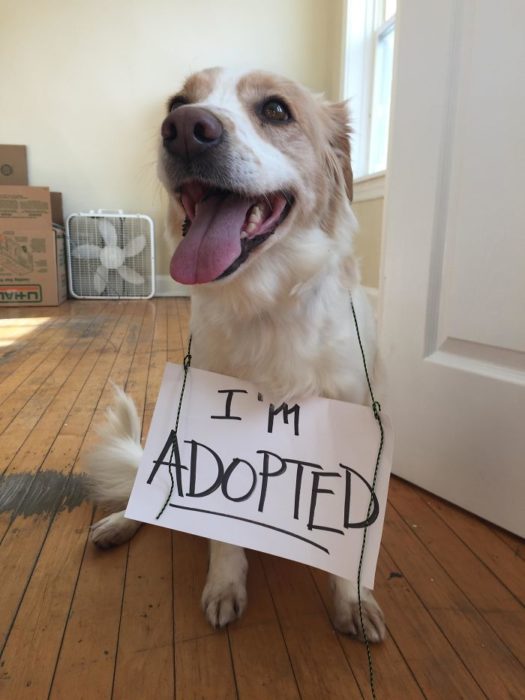 perrito con cartel de he sido adoptado