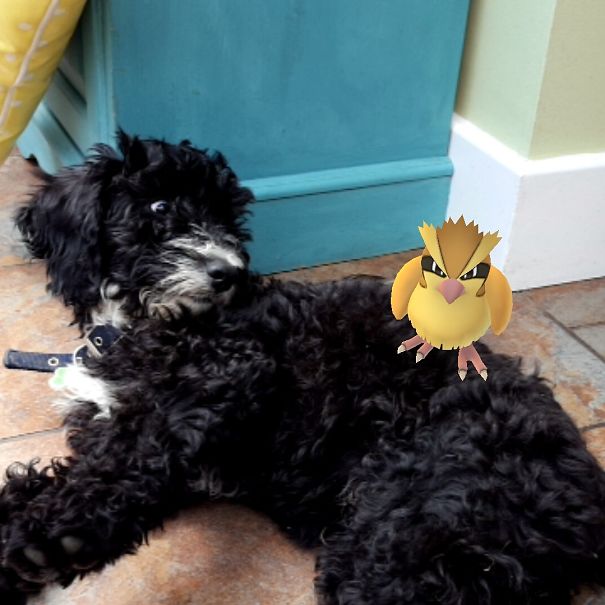 perito negro con un pokémon que parece un pollo en la espalda