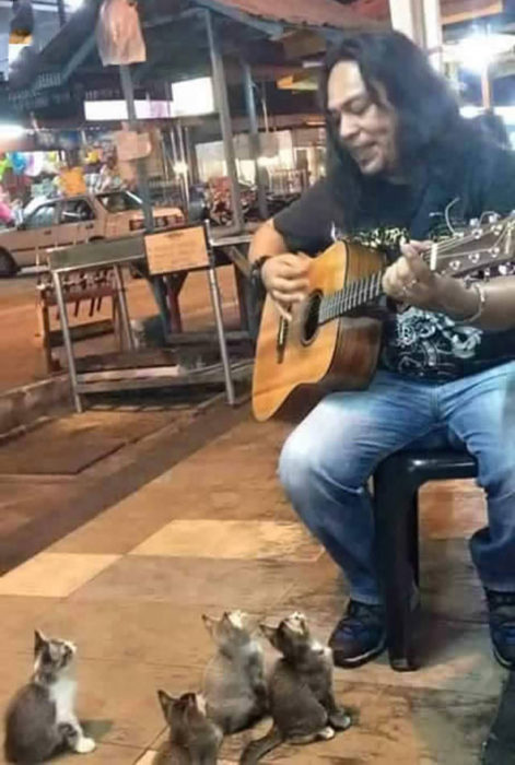 gatitos viendo a un hombre tocar la guitarra