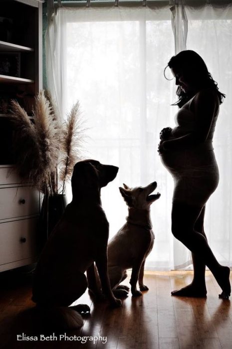 dos perros grandes y mujer embarazada