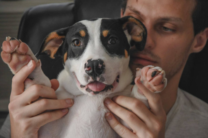 perrito pequeño con muchacho