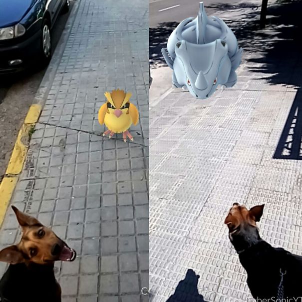 perrito feliz de ver pokémon