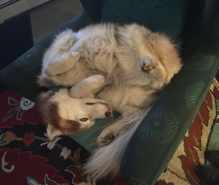 husky acostada en un sillón