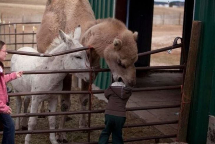 camello muerde a niño