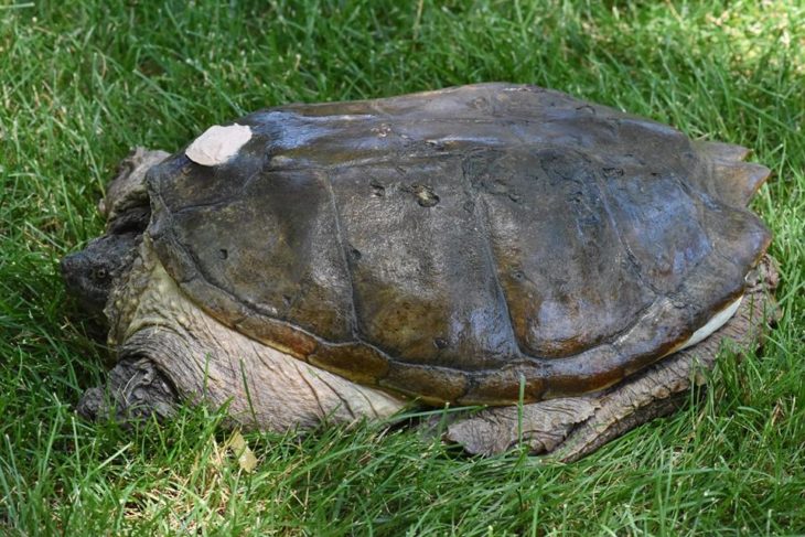 tuttle la tortuga recuperada