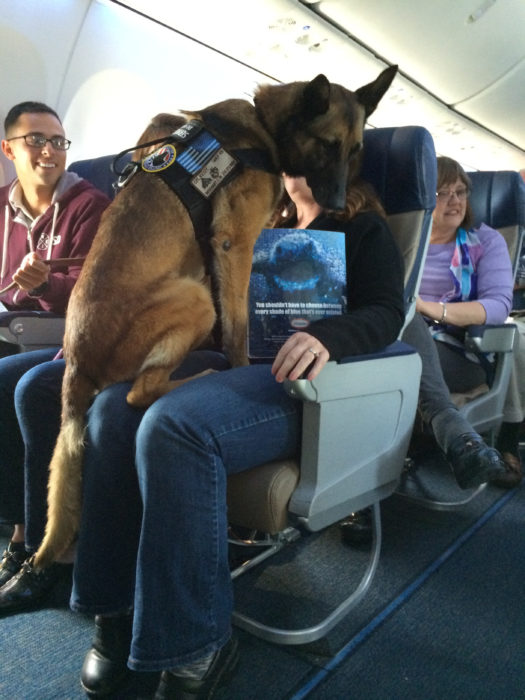 pastor alemán en un vuelo de avión 