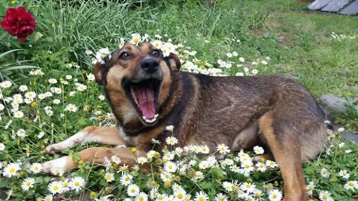 perrita tirada en flores 