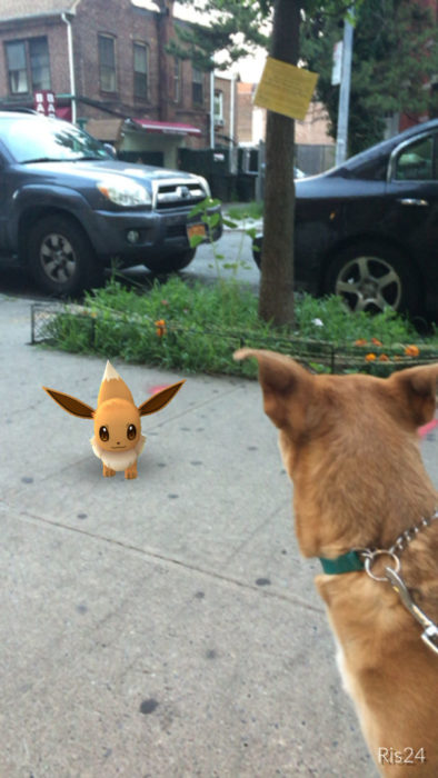 perrito café mirando a un pokémon que parece otro perro café