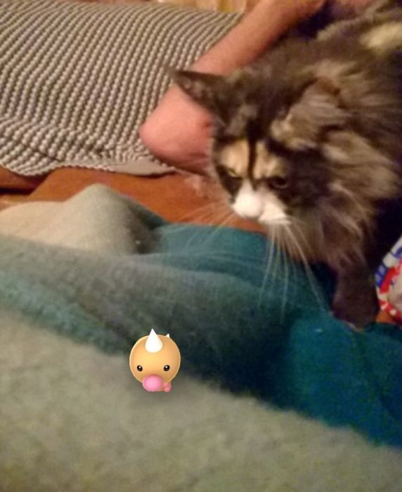 gato mirando con odio a un pokémon