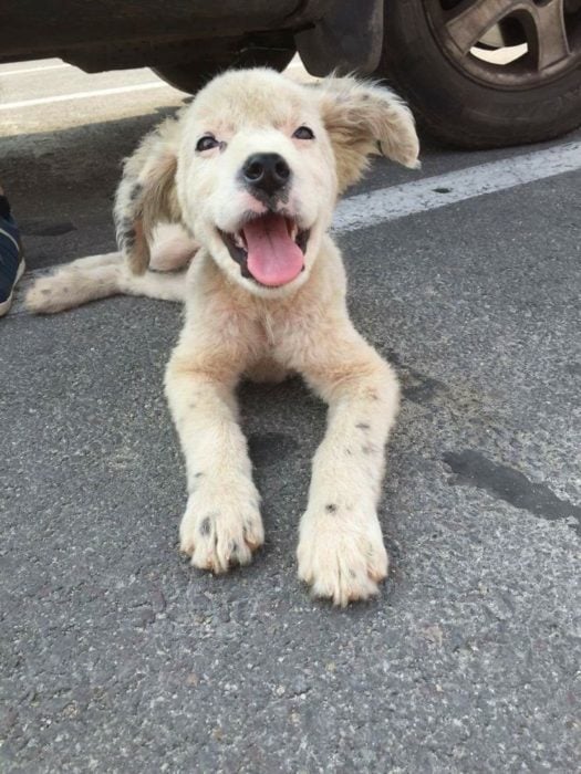 hermoso perrito de la calle