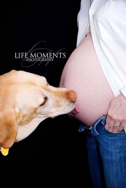 perro lamiendo el vientre de una embarazada